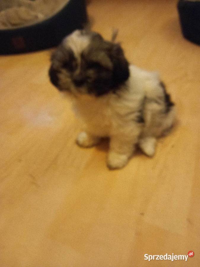 Szczeniak rasy shitsu Shih Tzu Toruń