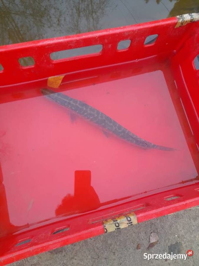 ŻYWE RYBY SZCZUPAK DO STAWU Słupca