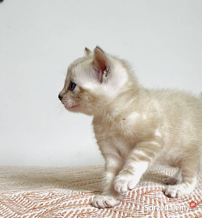 Vanillia snow marble mink bengal girl śląskie Lubliniec sprzedam