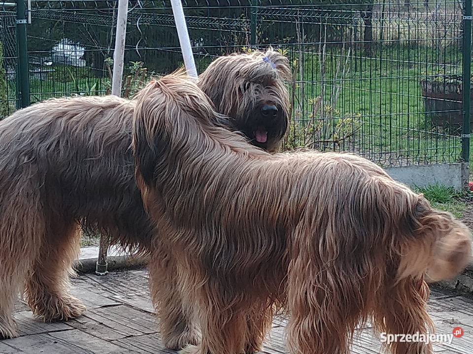Briard Berger de brie Francuski owczarek Nowy Targ
