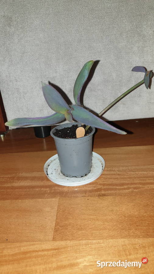 Trzykrotkasetkrezja purpurowa pięknie się Warszawa