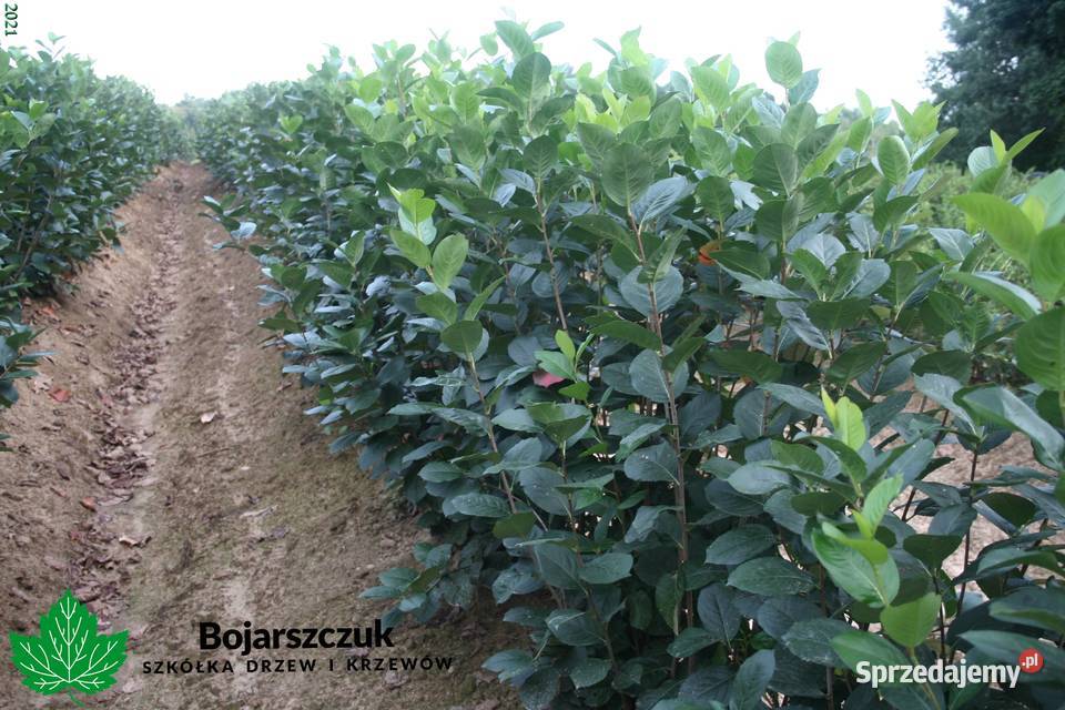 Aronia jednoroczna GALICJANKA wegetatywna WIOSNA Stary Pożóg