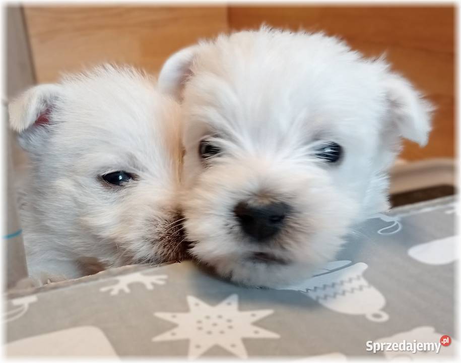 West Highland White Terrier ZKwP FCI śląskie