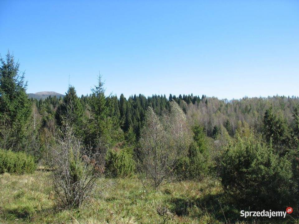Piękna działka leśna Bieszczady Sprzedaż Strzebowiska