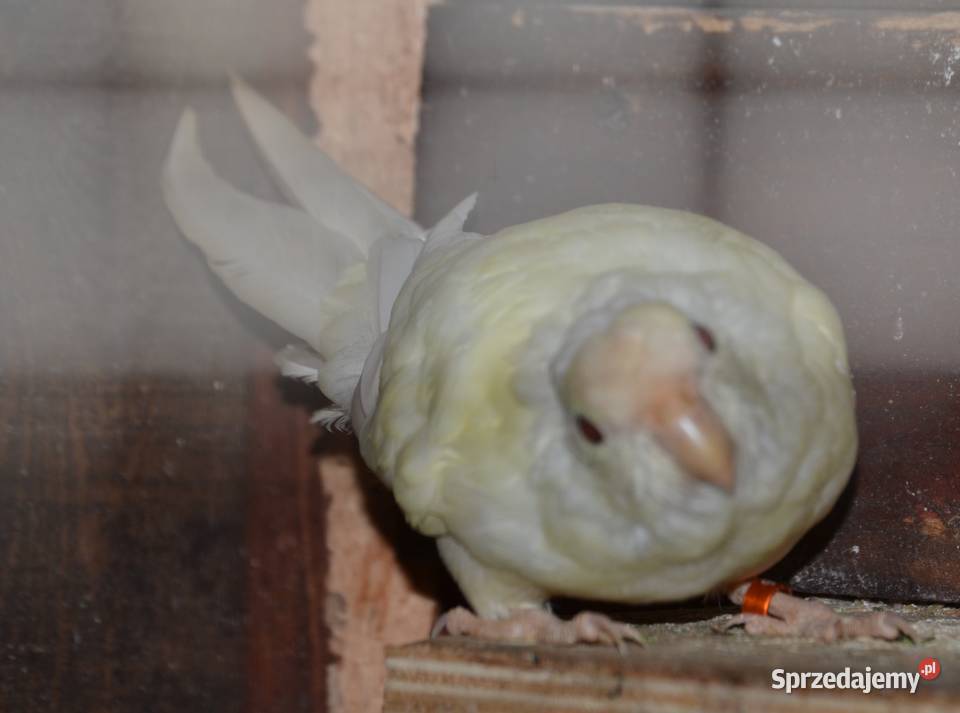 sprzedam Modrolotki Poznań sprzedam