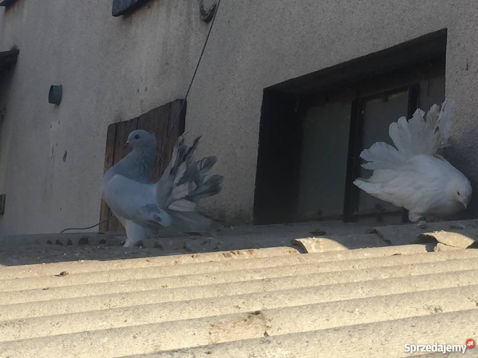 Pawik pawiki indyjskie kujawsko-pomorskie Mogilno