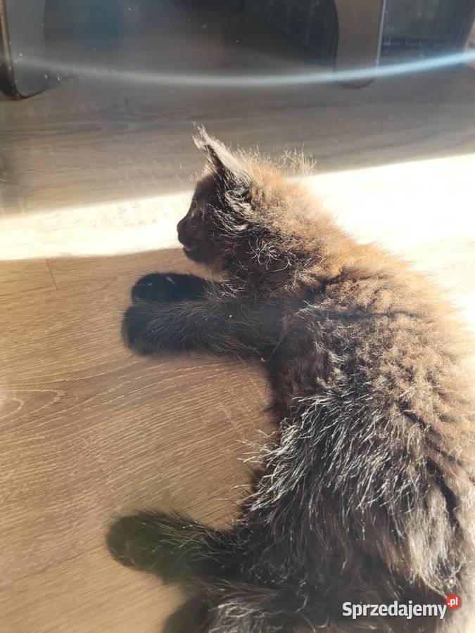 Kotki Maine Coon świętokrzyskie