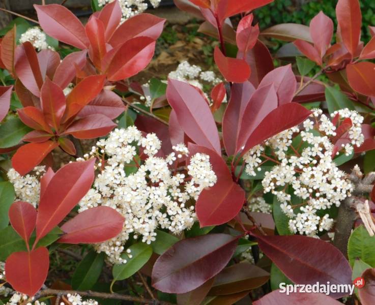 GŁOGOWNIK FRASERA Carre Rouge sadzonki w kujawsko-pomorskie Ustronie