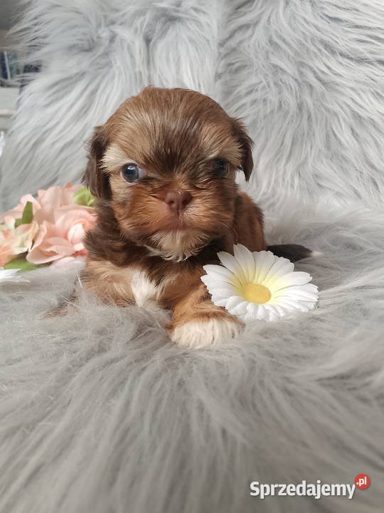 Piękna suczka rasy ShihTzu czekoladowa Namysłów