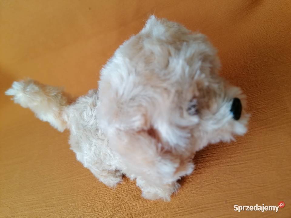 Piespiesek interaktywnyZabawkaPies chodzi Łódź