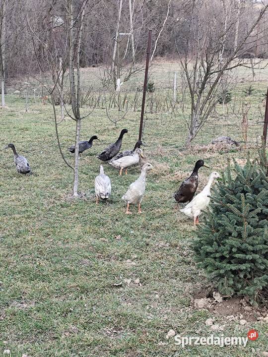 Jajka lęgowe biegusa spożywcze jaja kacze lęgowe Skoczów