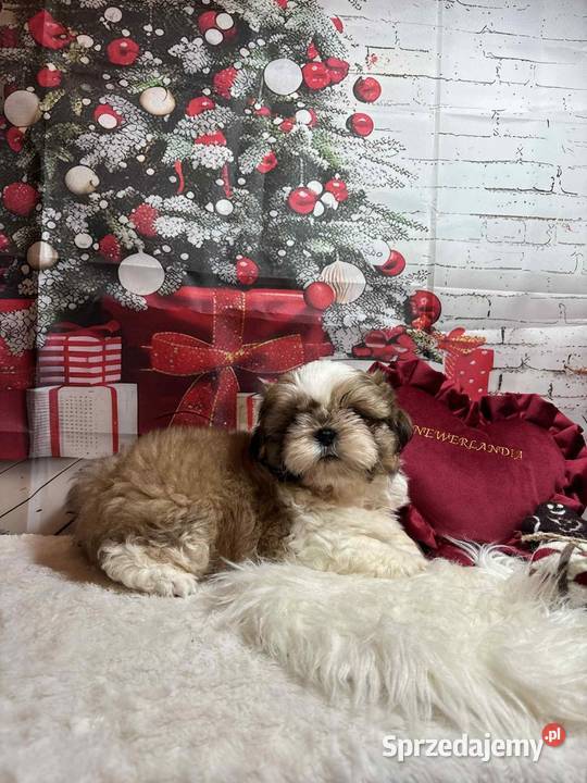 ShihTzu przepiękny gotowy do odbioru sprzedam