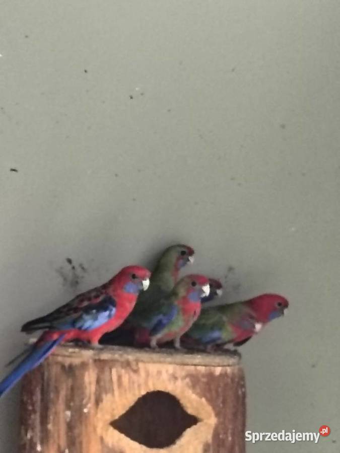 Ptaki samce i samice Chudów