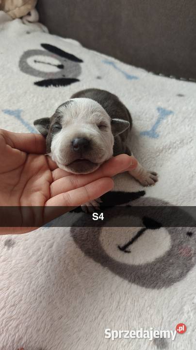 Amstaff Szczeniąta Błękitno Płowe Liliowe Blue