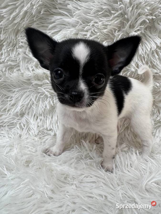 Chihuahua szczeniak xs apple head Chihuahua Olsztyn sprzedam