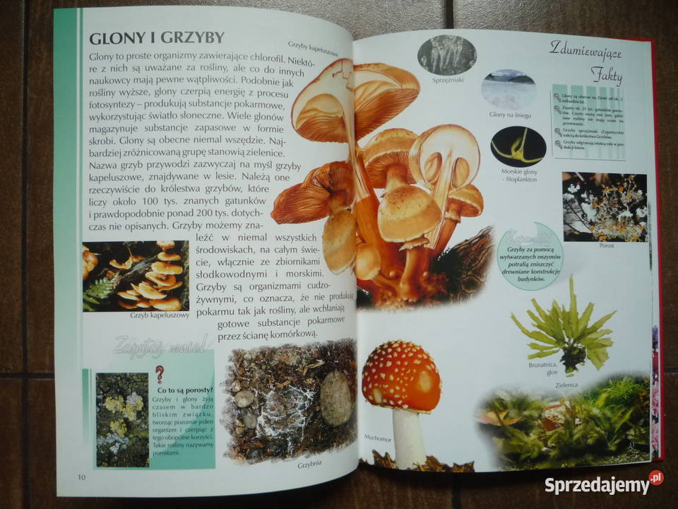 Ilustrowana encyklopedia Rośliny Encyklopedie, słowniki i atlasy zachodniopomorskie Szczecin