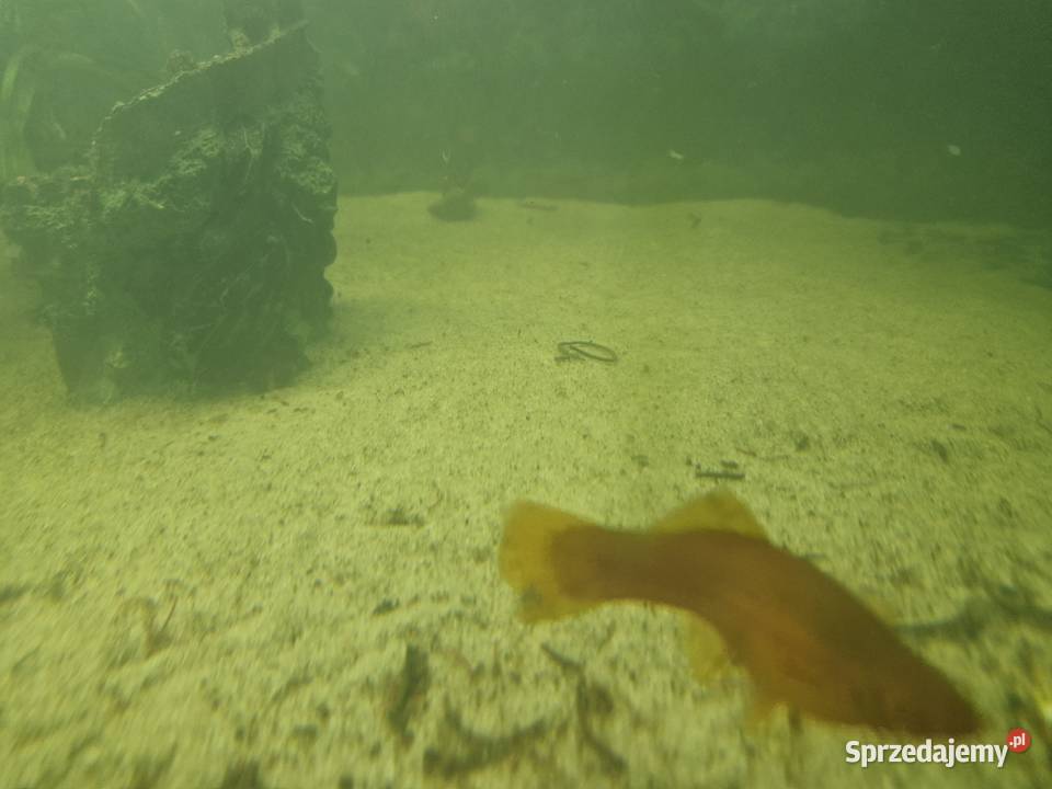 Sprzedam rybki akwariowe Szalejów Dolny