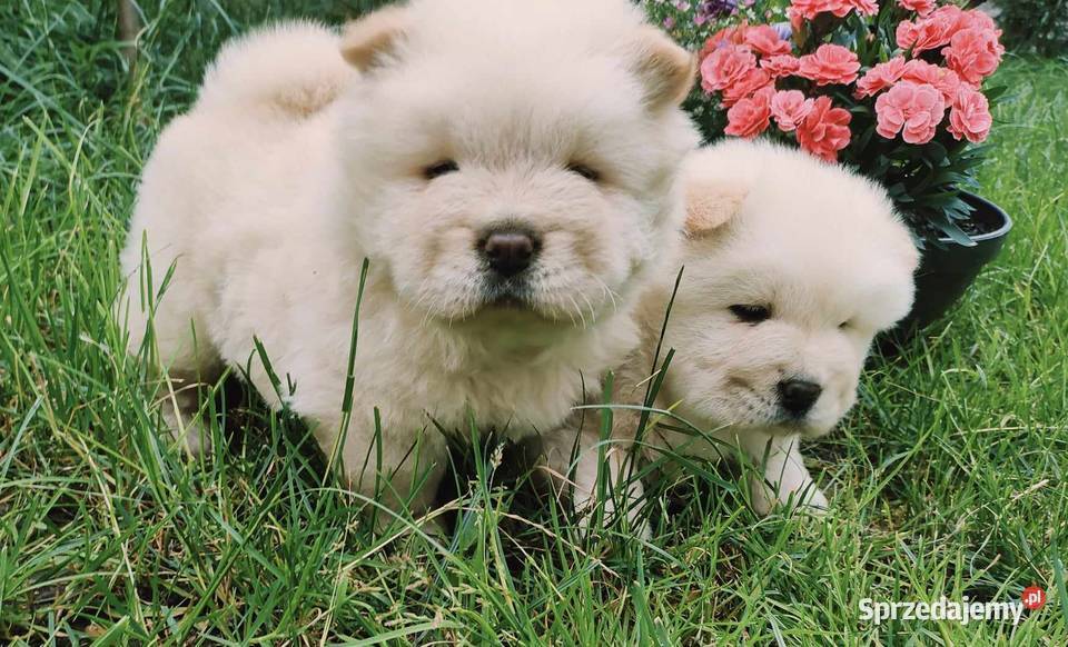 CHOW CHOW CZAU CZAU ŚLICZNE SZCZENIĘTA łódzkie Drogusza