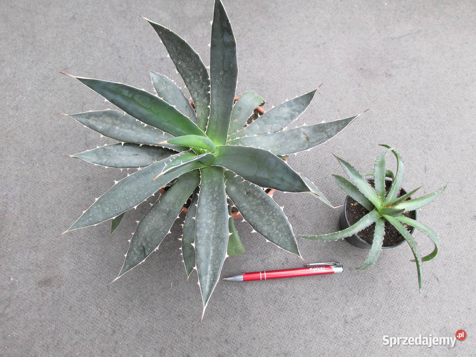 Niewielka agawa agave horrida ssp horrida Pozostałe Kraków