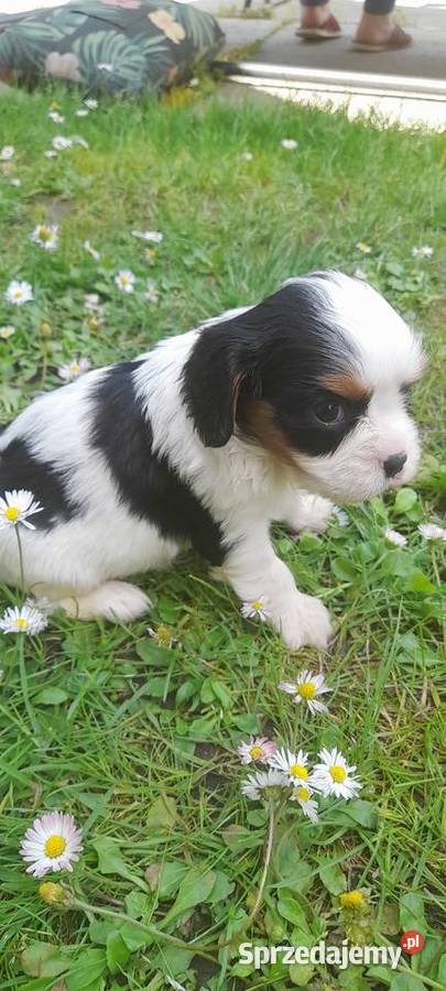 Suczka Cavalier king charles spaniel tricolor Katowice