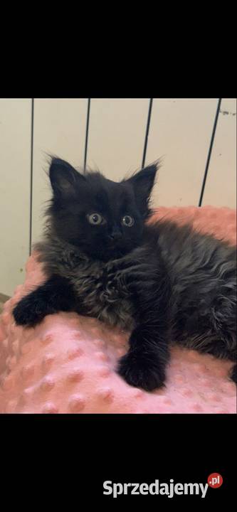 Maine coon czarny dymny