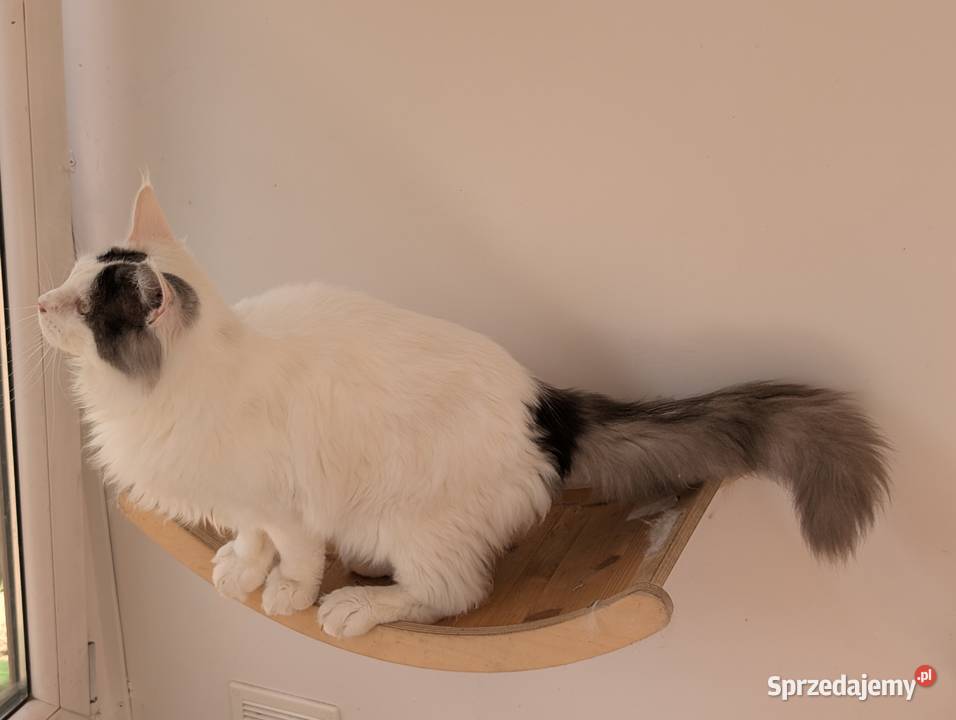 Diablo kocurek niebiesko czarny Maine Coon śląskie Pszczyna