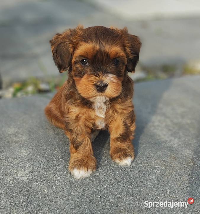 Hawańczyk rodowód FCI śląskie Poraj