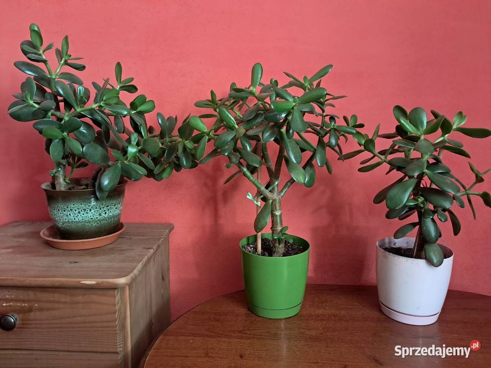 Grubosz drzewko szczęścia podkarpackie Bolestraszyce