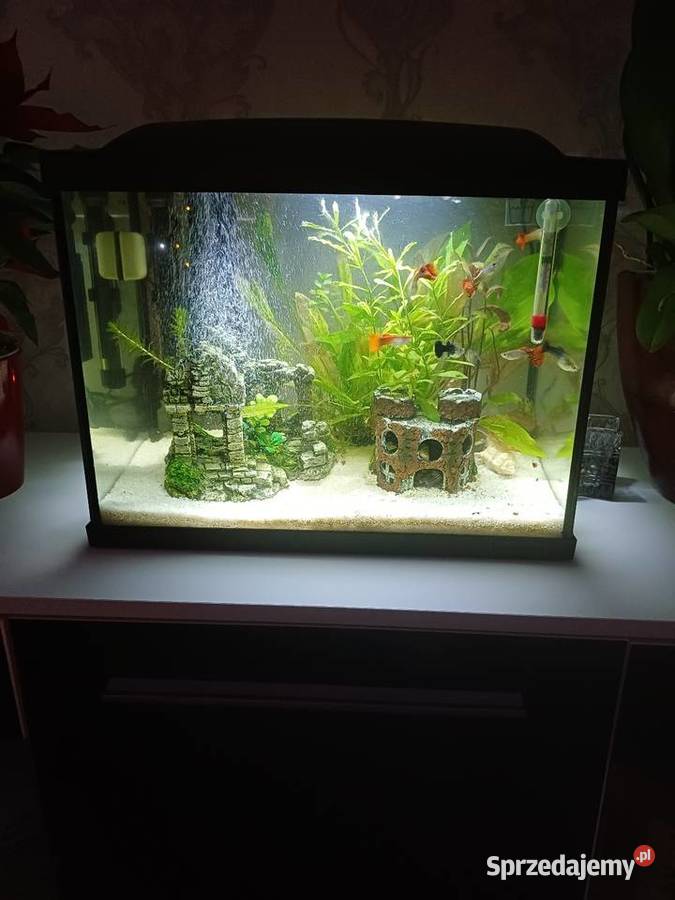 Akwarium Zamość