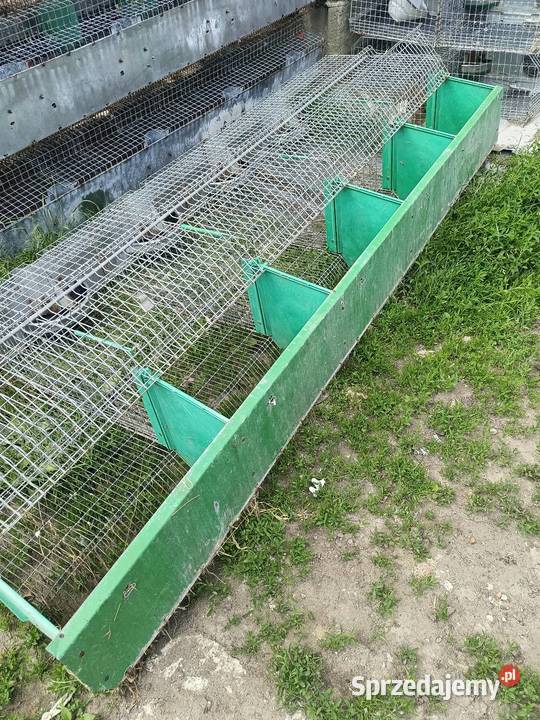 Klatki królików meneghin wielkopolskie Koźmin Wielkopolski