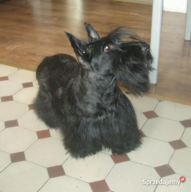 Terierki szkockie westy Stargard Szczeciński