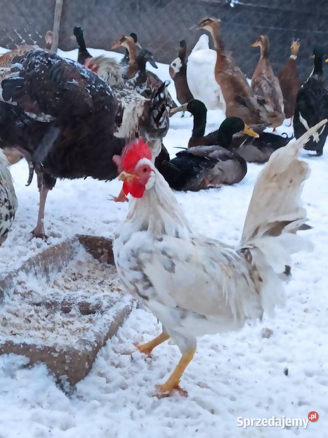Koguty zargodowe i koguty liliputki lubelskie Krasnystaw sprzedam
