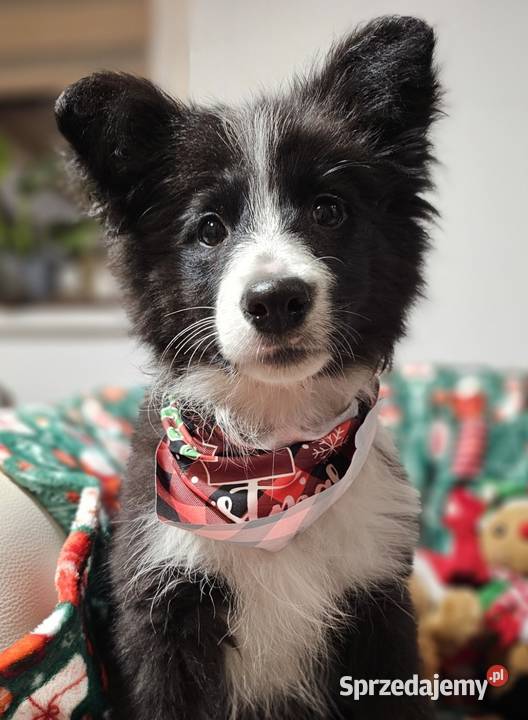 Border Collie Suczka 5 miesięcy Wyjątkowa sprzedam