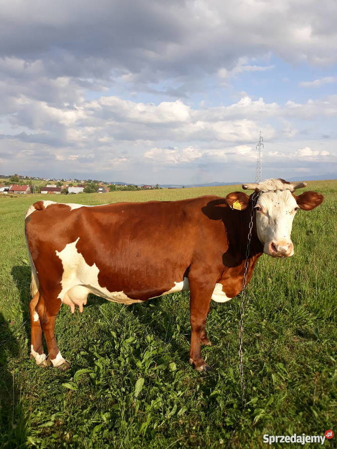 Krowa cielna małopolskie sprzedam