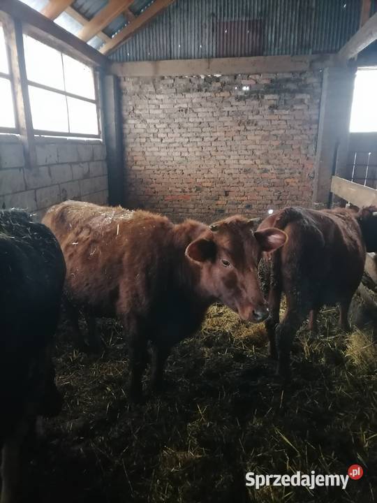 Jałówki mięsne podlaskie Dobrzyniewo Duże sprzedam