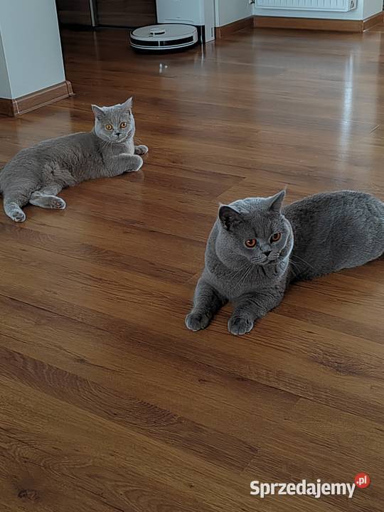 do rezerwacji kotka brytyjskiego Pasłęk