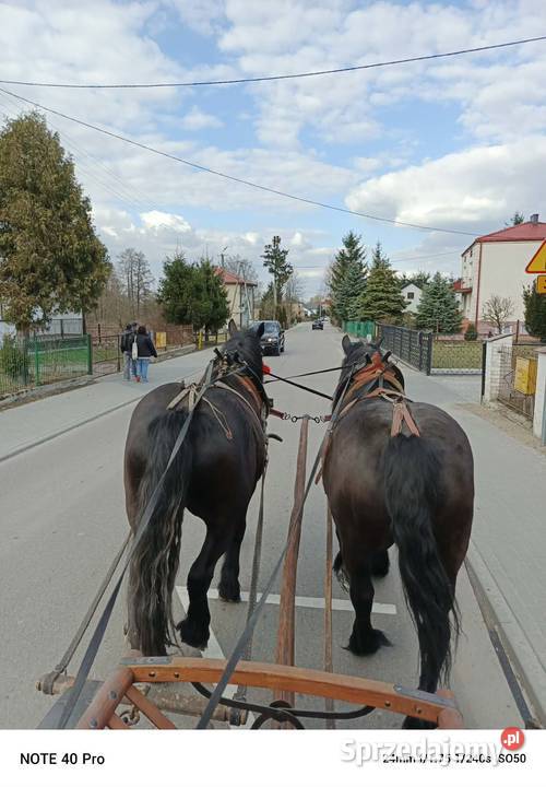 Klacz zimnokrwista typ sokólski ogier lubelskie