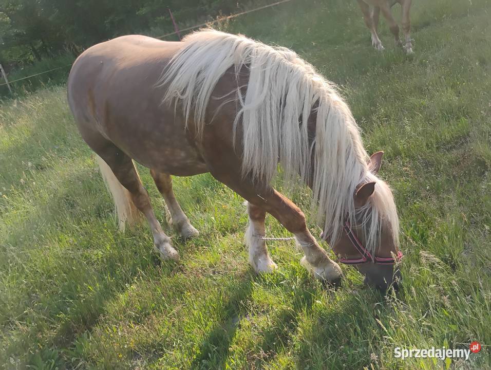 Sprzedam klacz Sewerynów