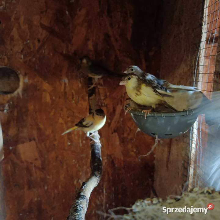 Sprzedam kanarki sprzedam