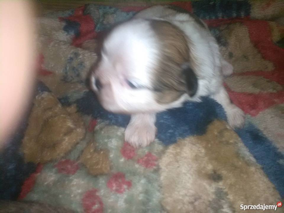 Śliczne shih tzu Dzierżoniów