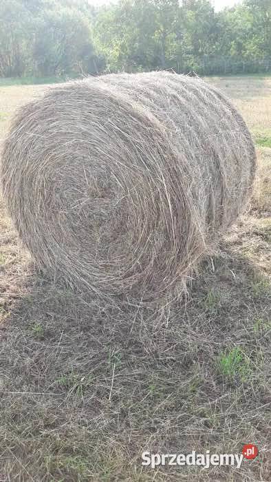 Siano Słoma Zamian na cielęta klacz Zboże Jare Dąbrowa Tarnowska