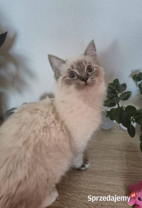 Ragdoll wystawowohodowlany podkarpackie Rzeszów