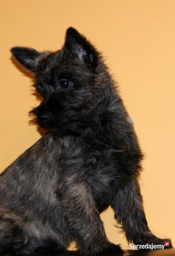 Cairn Terrier Szczeniak z charakterem Piaseczno