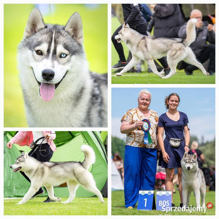 Szczeniak Siberian Husky piesek piesek zkwp fci Mielec