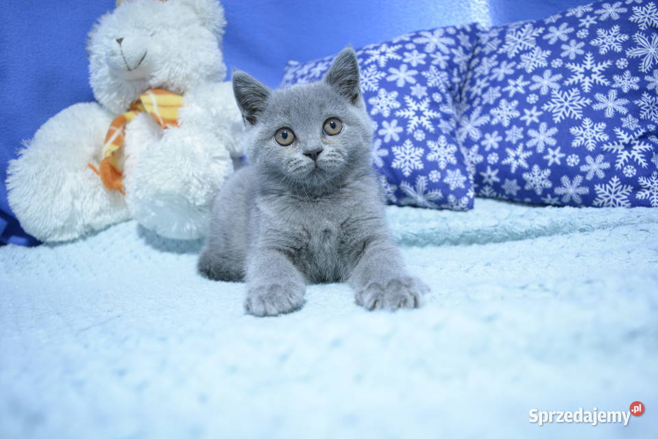 Kociaki brytyjskie na Gwiazdkę Brytyjski Ciechanów