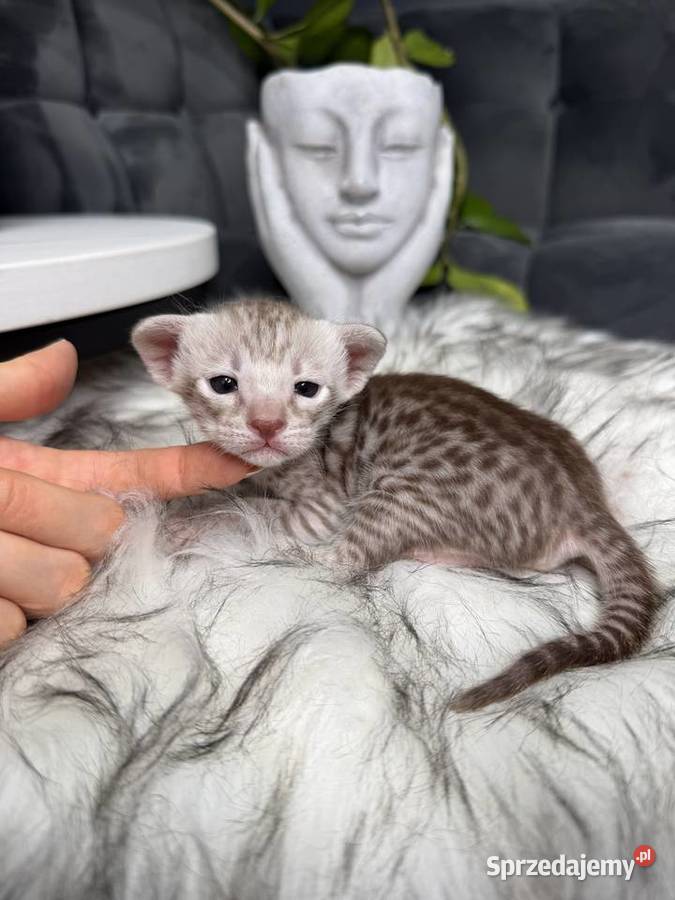 Czekoladowa samica Savannah F6 małopolskie Kraków sprzedam