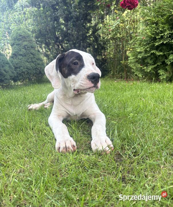Szczeniaki Dog Argentyński ZKwP FCI krycie Gończyce