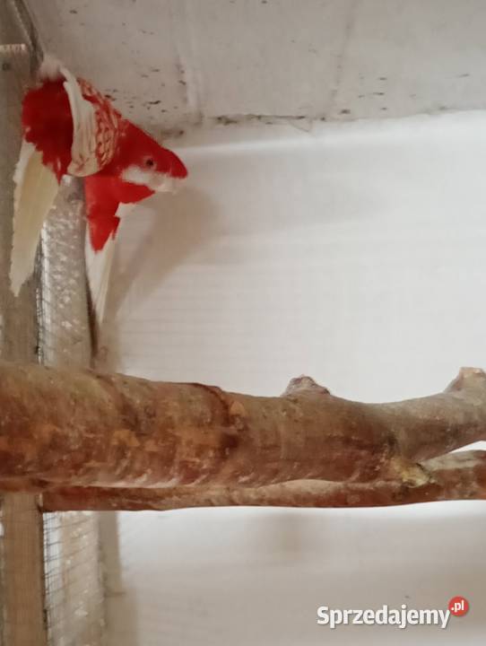 Ptaki samce i samice