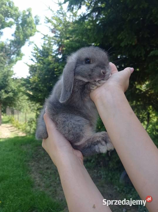 Króliczki Mini Lop podkarpackie Jaśliska