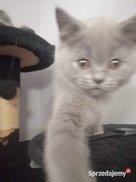 Kot brytyjski niebieski krótkowłosy Płock mazowieckie